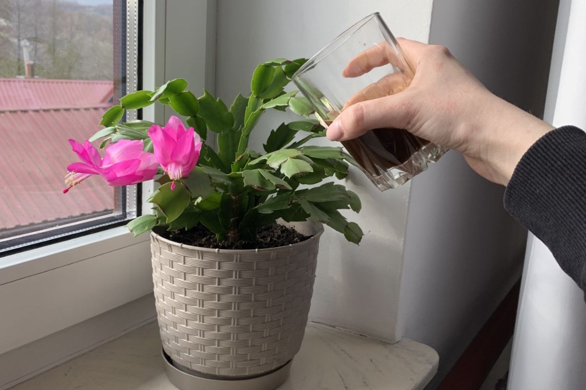 Boost your Christmas cactus bloom with unusual homemade fertilizer from your medicine cabinet