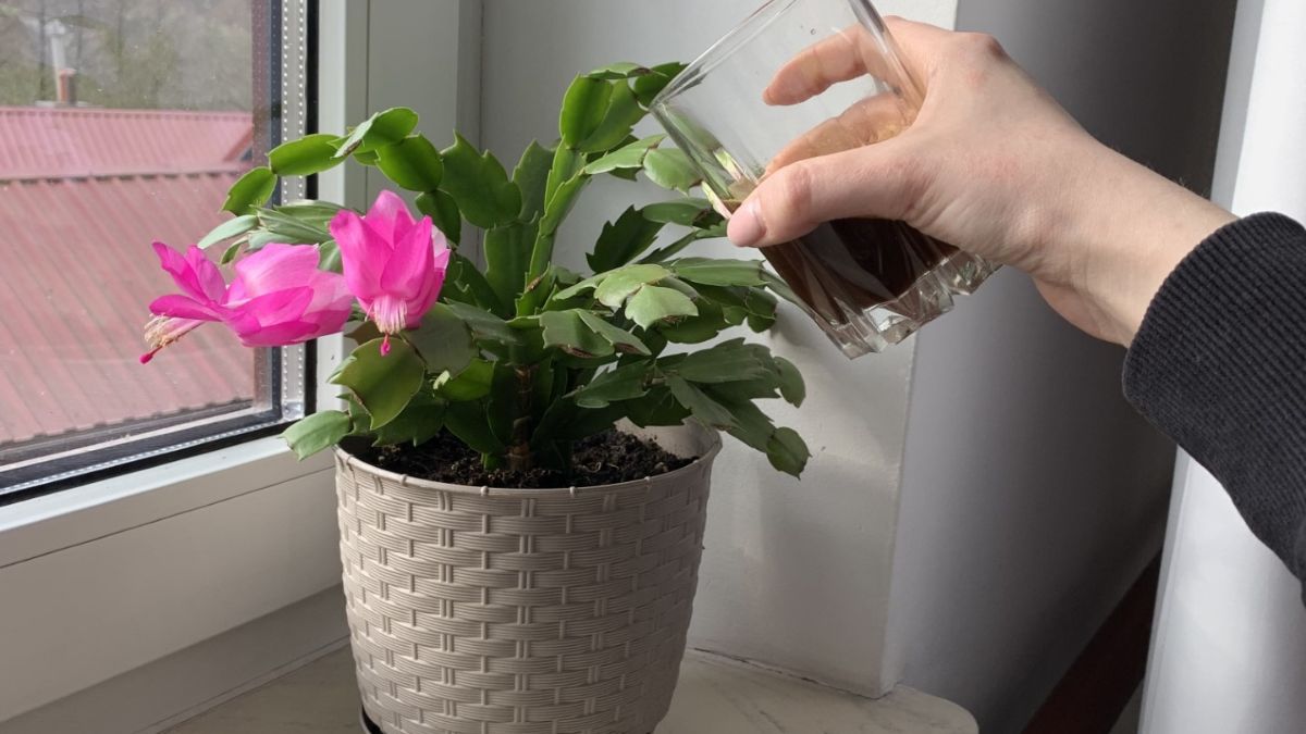 Grudnik potrzebuje odpowiedniej odżywki do wzrostu.