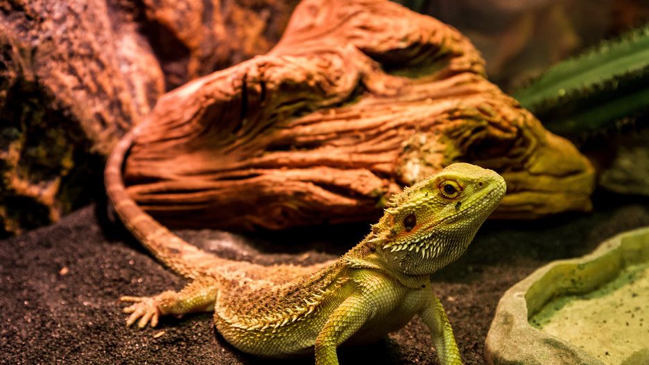 Event Terrarystyczny i Botaniczny Dragon Expo