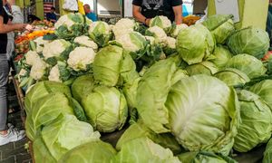 Kiedy polska kapusta trafi na rynek? Producenci wskazują termin