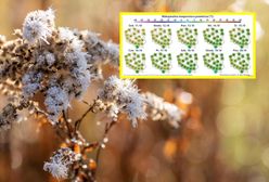 Arktyczne przymrozki w Polsce. Kiepskie informacje dla Polaków