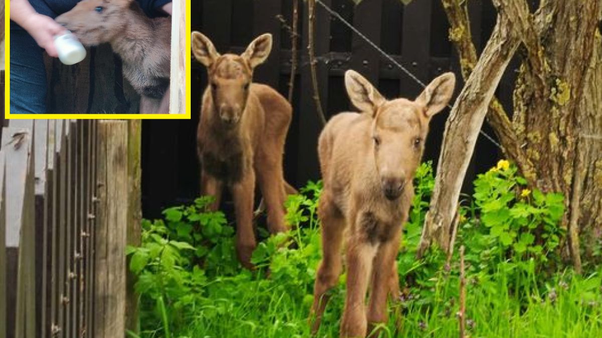 Maluchy błąkały się przy ruchliwej drodze