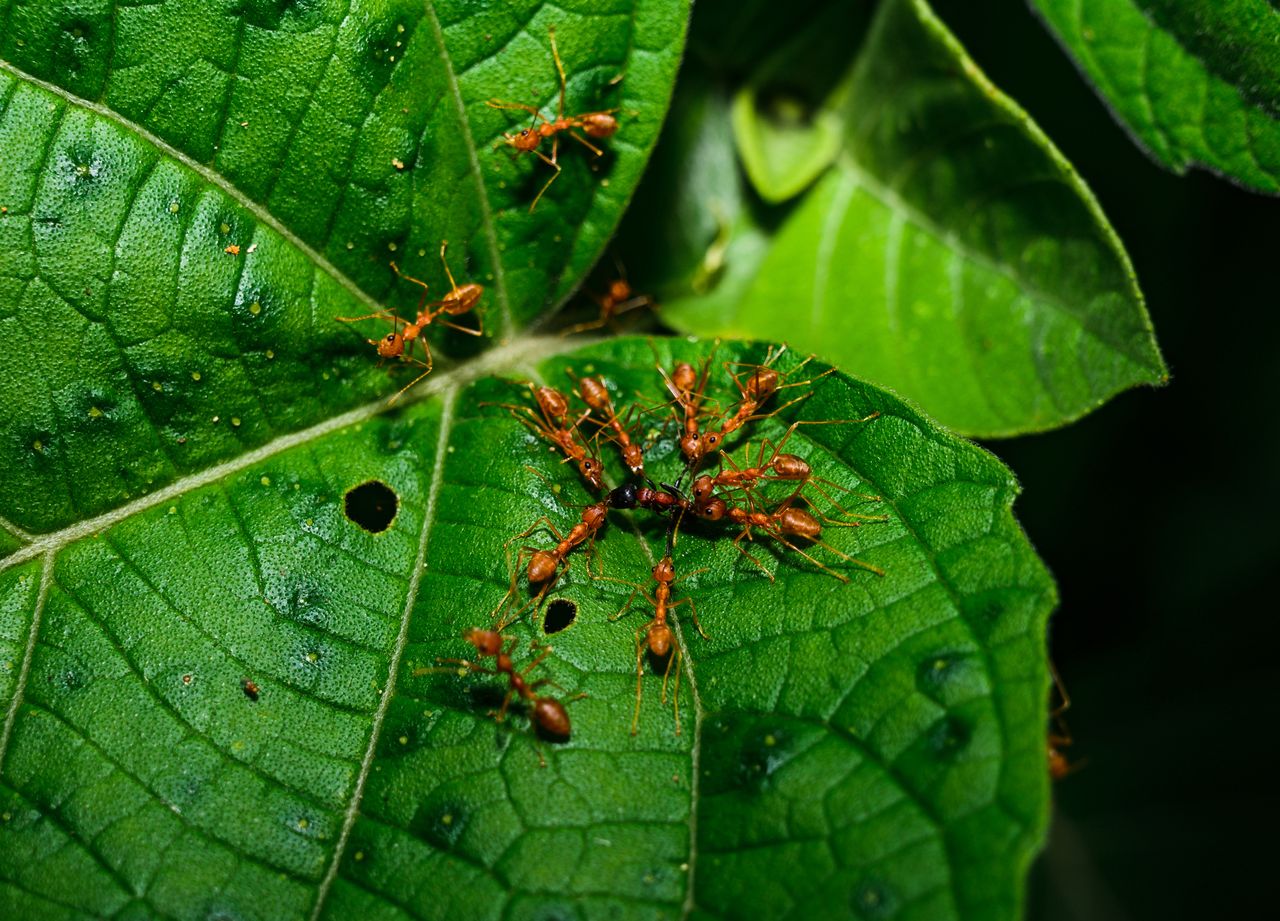 Grzyb, który kontroluje ciała. Zamienia mrówki w zombie