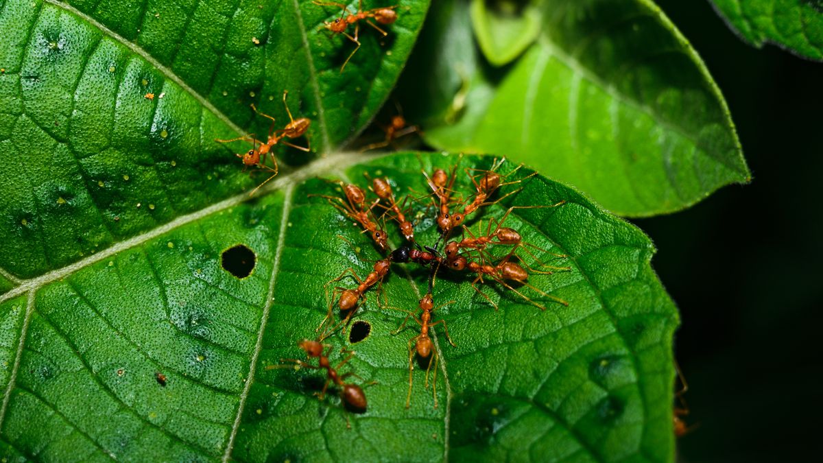 A group of weaver ants (Oecophylla smaragdina) attack a slender ant (Tetraponera sp.) in a forested area near Tehatta, West Bengal, on June 10, 2025. (Photo by Soumyabrata Roy/NurPhoto via Getty Images)