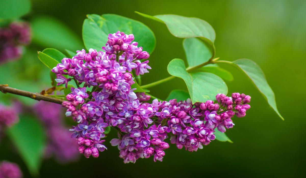 Bez lilak - Pyszności; źródło: AdobeStock
