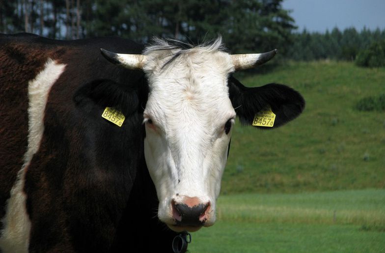 Ceny mleka. Brytyjscy farmerzy protestują