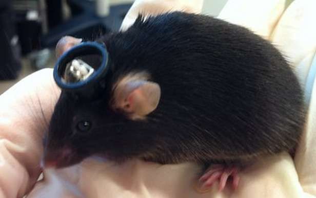 Laboratoryjna mysz zapamiętała zdarzenie, które nie miało miejsca