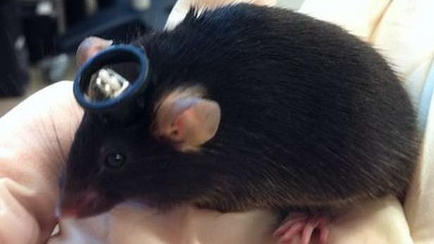 Incepcja w prawdziwym życiu. Naukowcy z MIT zaszczepiają wspomnienia 1