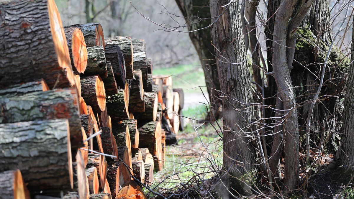 Rośnie zapotrzebowanie na drewno. Lasy Państwowe uspokajają 