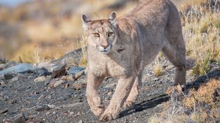 Puma coraz bliżej Warszawy? Gminy 30 kilometrów od stolicy wydały alert. Internet śledzi jej trasę
