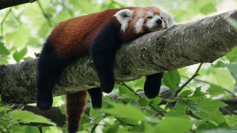 Panda ruda (zdjęcie ilustracyjne)