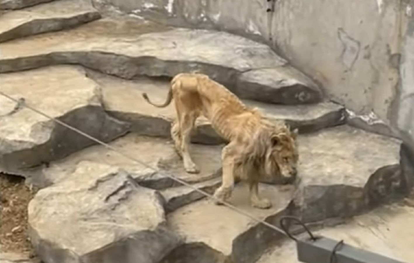 Nagranie z zoo w Chinach obiegło media. Lew ledwo się ruszał