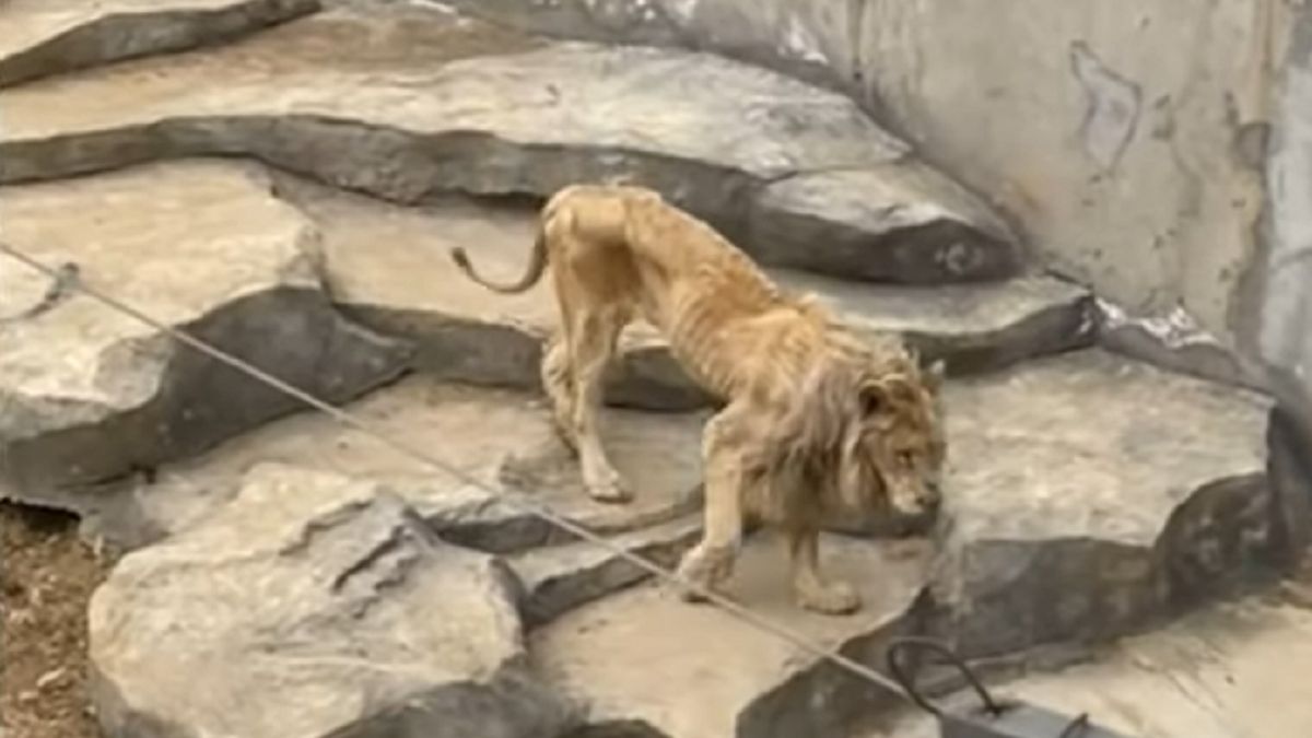 Lew jest skrajnie wychudzony.