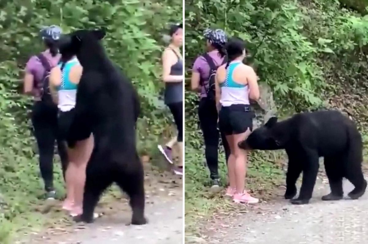 Niedźwiedź vs. turyści