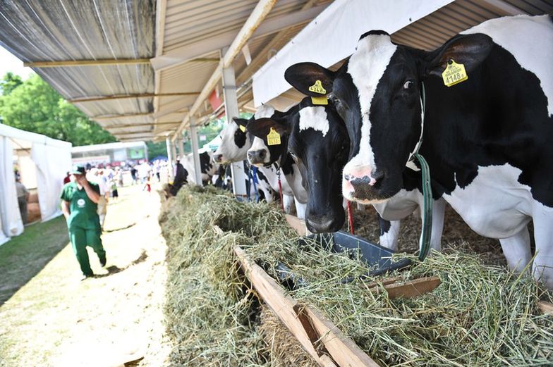 Branża mleczarska w Polsce. Resort rolnictwa wyjaśnia powody niskich cen