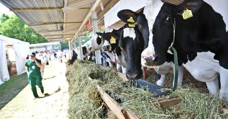 Producenci mleka się cieszą. Dostaną 29 milionów euro