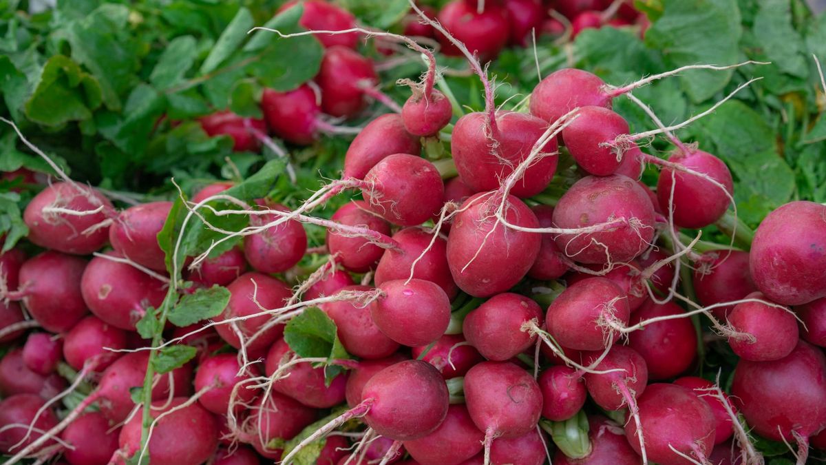 Rzodkiewka - właściwości, zastosowanie w kuchni i kosmetyce, kalorie