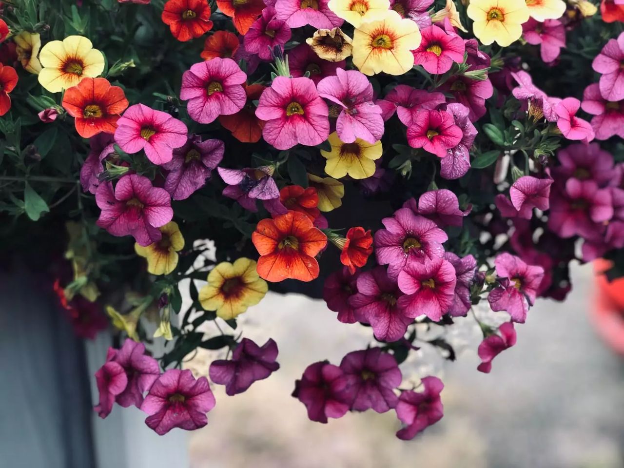 petunia.unsplash.com