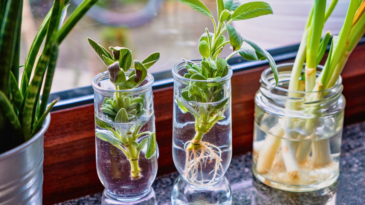 Teraz już wiem, czym zastąpić ukorzeniacz do roślin 