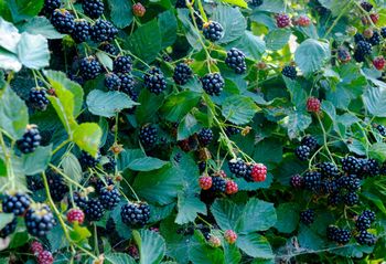 Najłatwiejsze w uprawie. Te krzewy owocowe rosną same