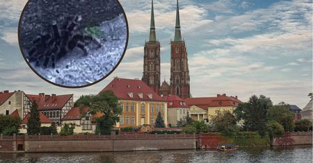 Zobaczyli na schodach groźnego ptasznika. To zrobił pracownik schroniska