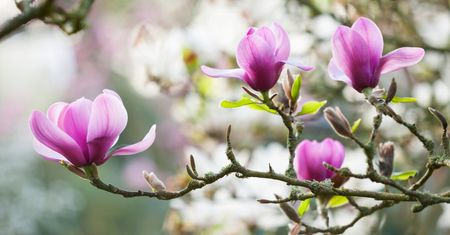 Magnolia nie kwitnie? Wystrzegaj się 3 błędów
