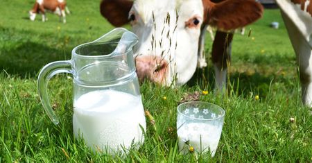 Organiczne mleko i mięso ma więcej kwasów omega-3