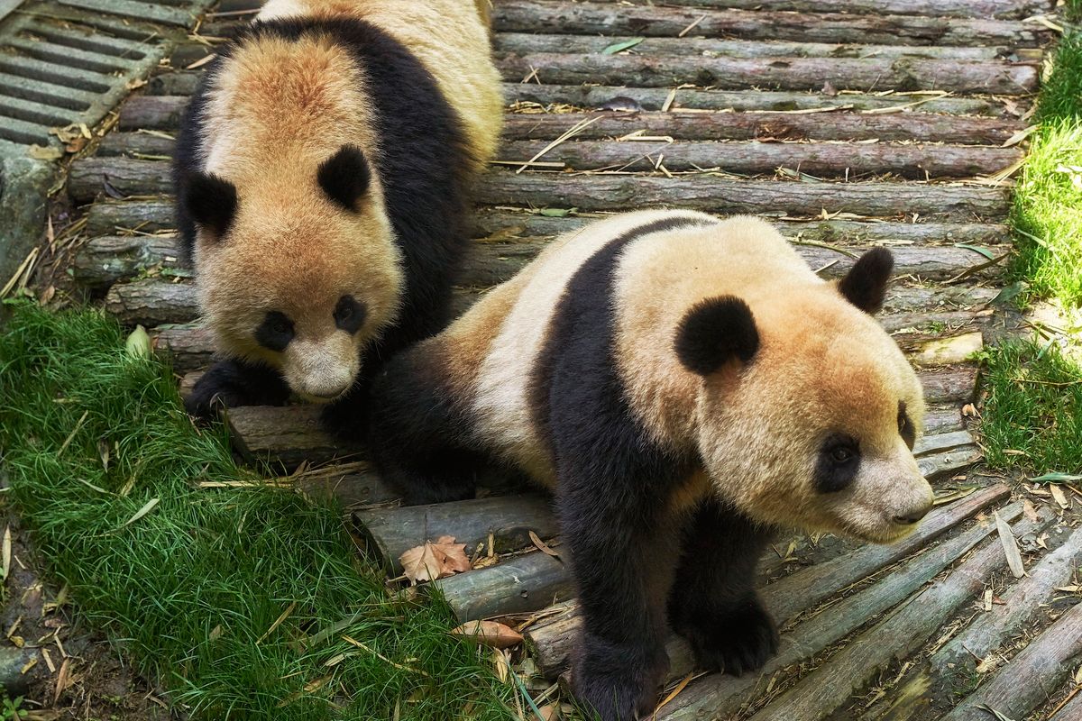 Ocean Park od 10 lat próbował sparować pandy. Koronawirus im w tym pomógł