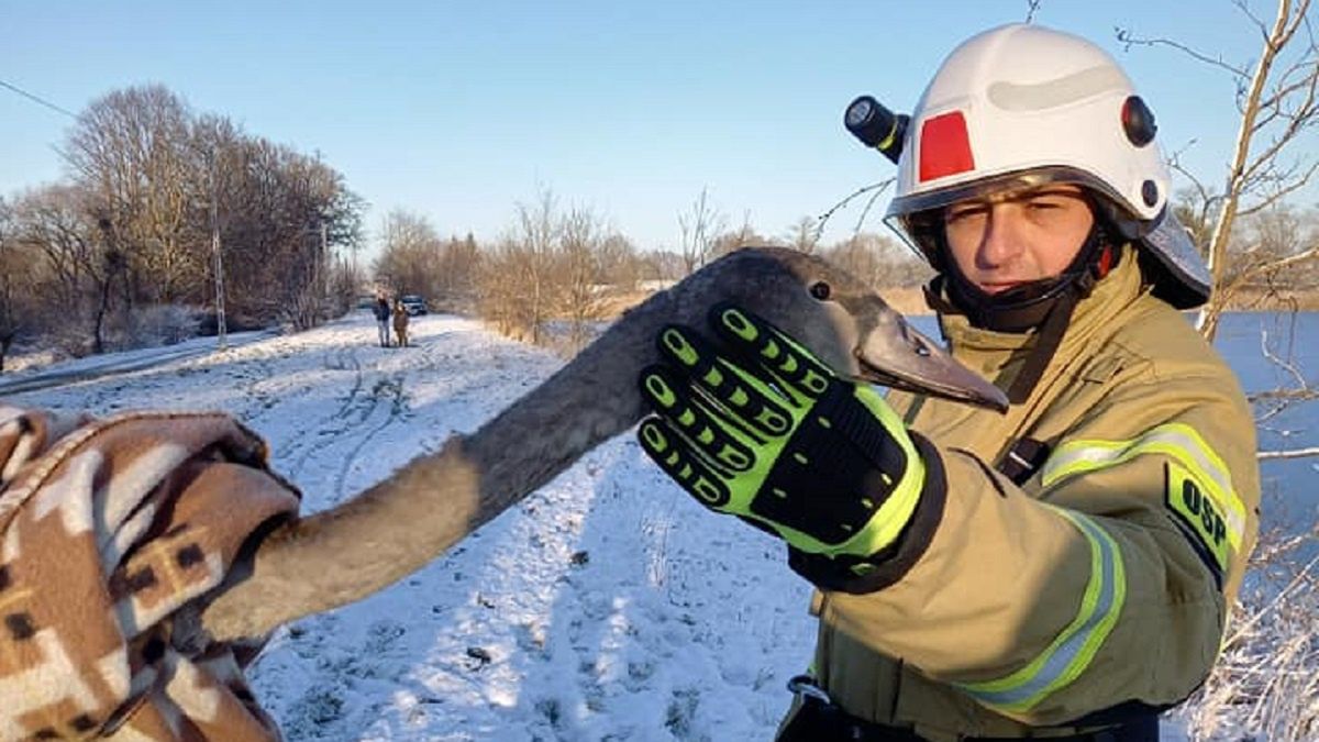 Strażacy ratują przymarznięte do lodu łabędzie 