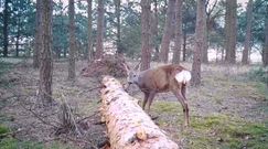 Wielki skok sarny. Zabawne nagranie leśników z Borów Tucholskich