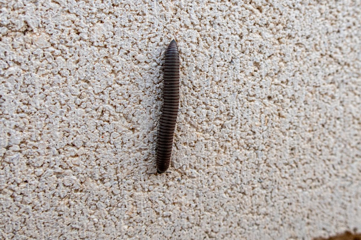 Chowają się w domach. Pod żadnym pozorem nie dotykaj