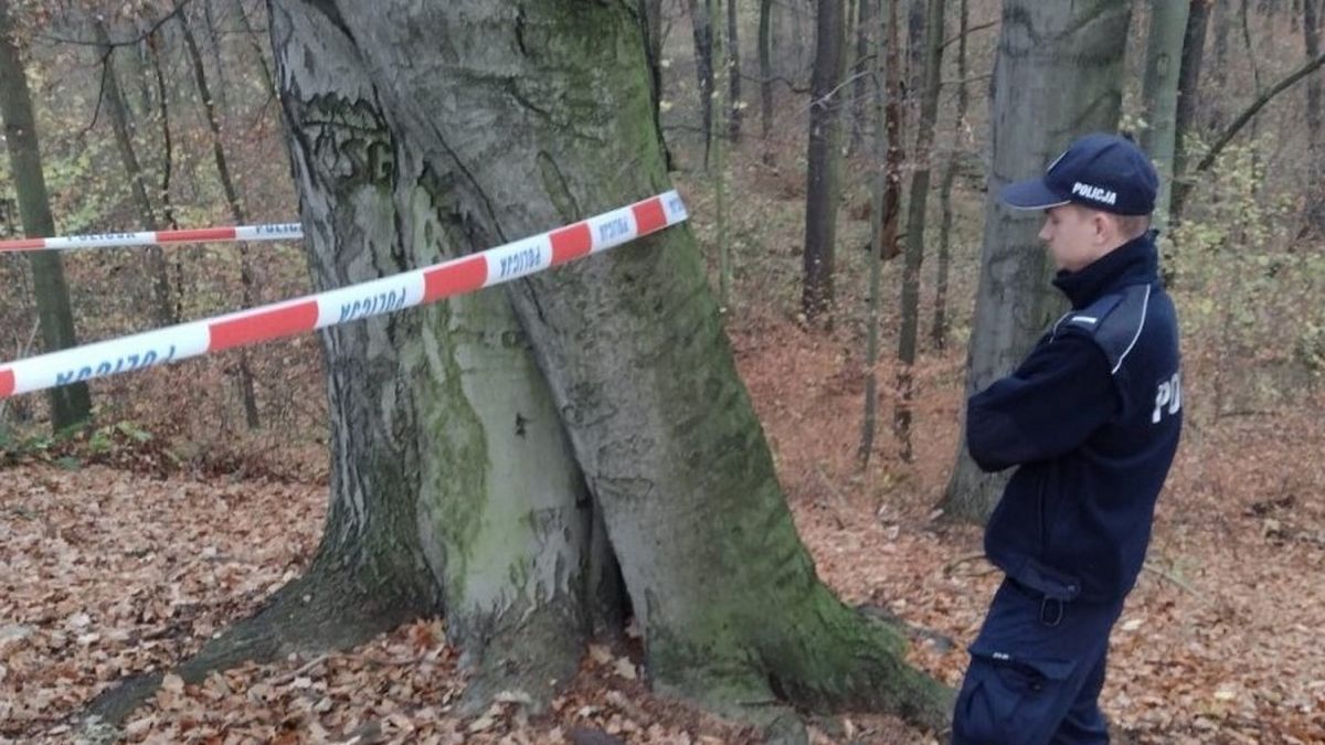 Na terenie leśnym, przy ulicy Witosa w Tarnowskich Górach pewien spacerowicz odkrył pozostałości z II wojny światowej. 