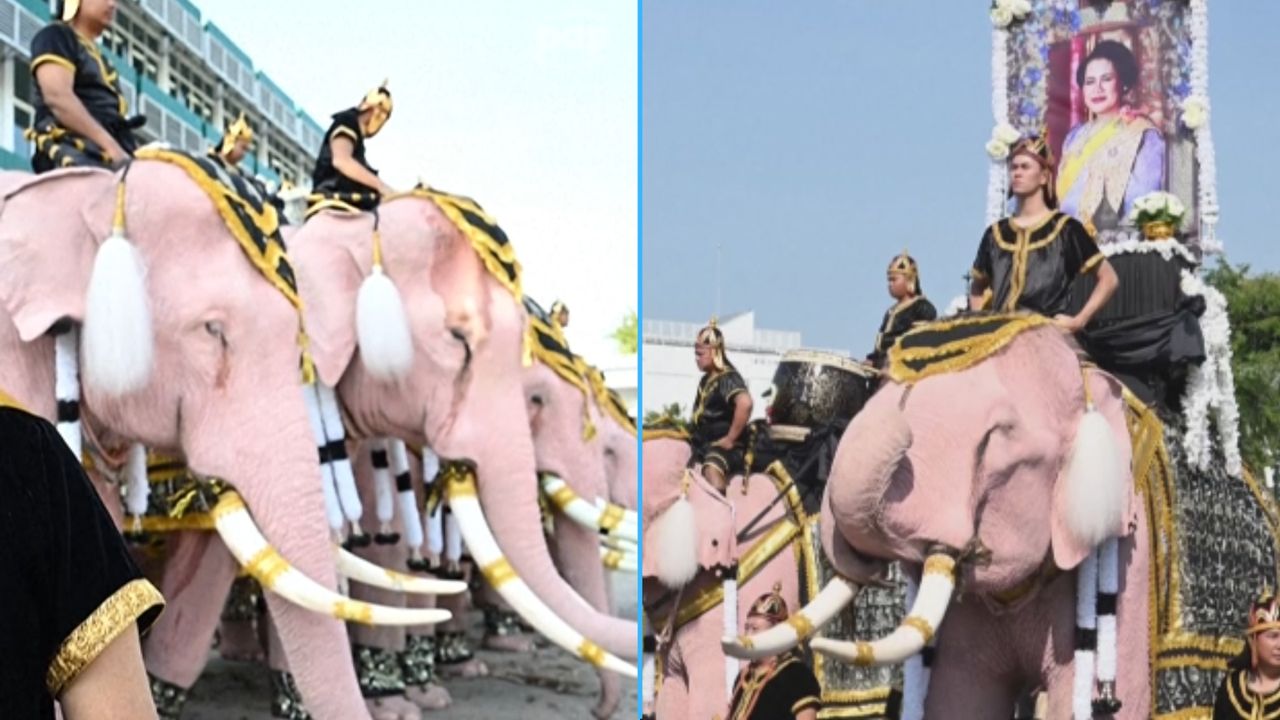 Różowe słonie przeszły ulicami Bangkoku. "Ceremonia jest wspaniała"