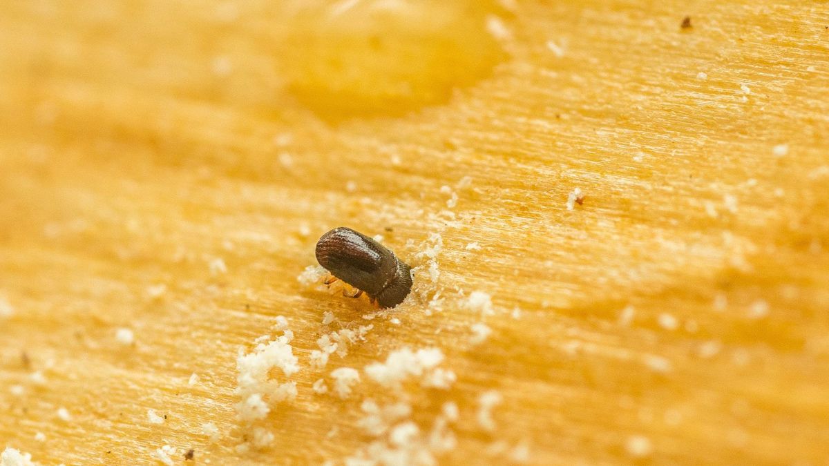 Drzewotocz japoński pustoszy lasy w Polsce. Leśnicy alarmują