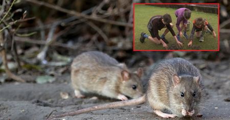 Nowa Zelandia. Kilkuletnie dzieci wzięły udział w akcji odszczurzania miasta