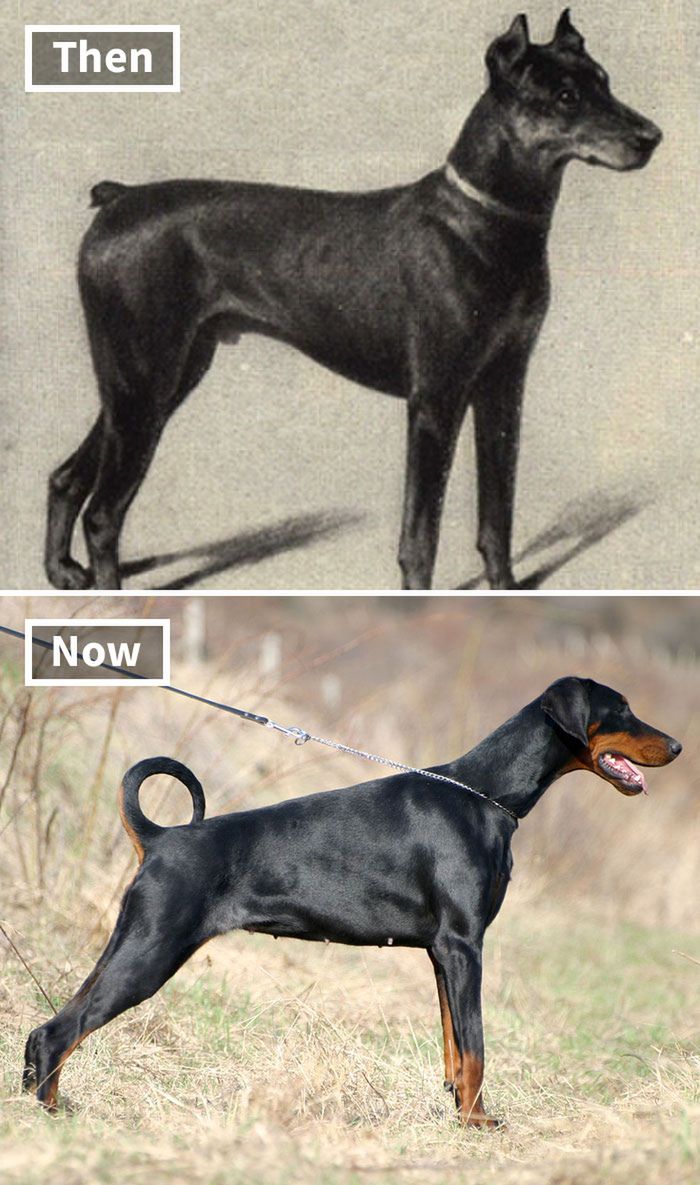 Dobermann