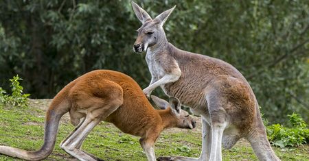 Tajemnicza śmierć kangurów w ZOO. Padło 11 sztuk