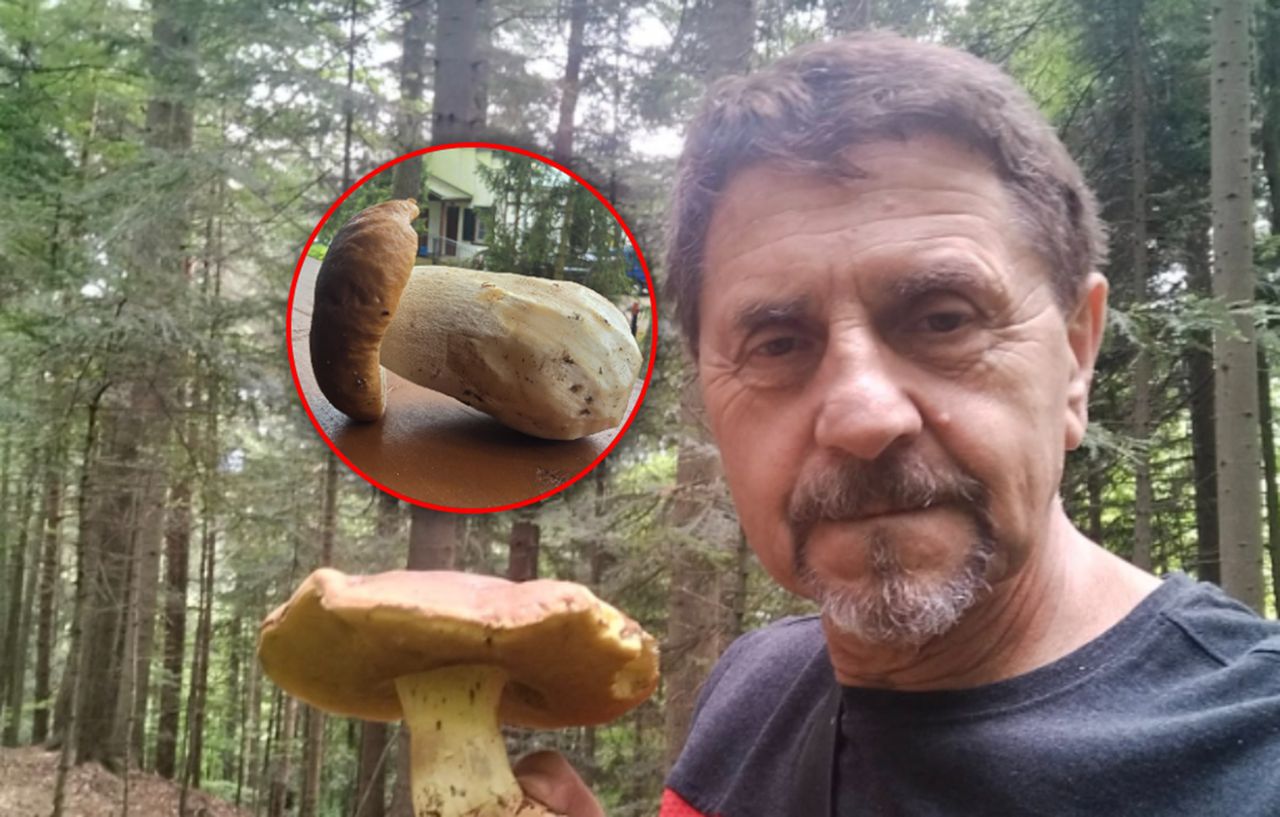 Gigantyczne grzyby w polskich lasach. "Zaczyna się potężny wysyp"