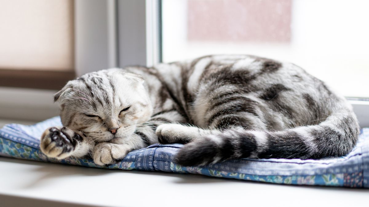 Mata chłodząca dla kota?