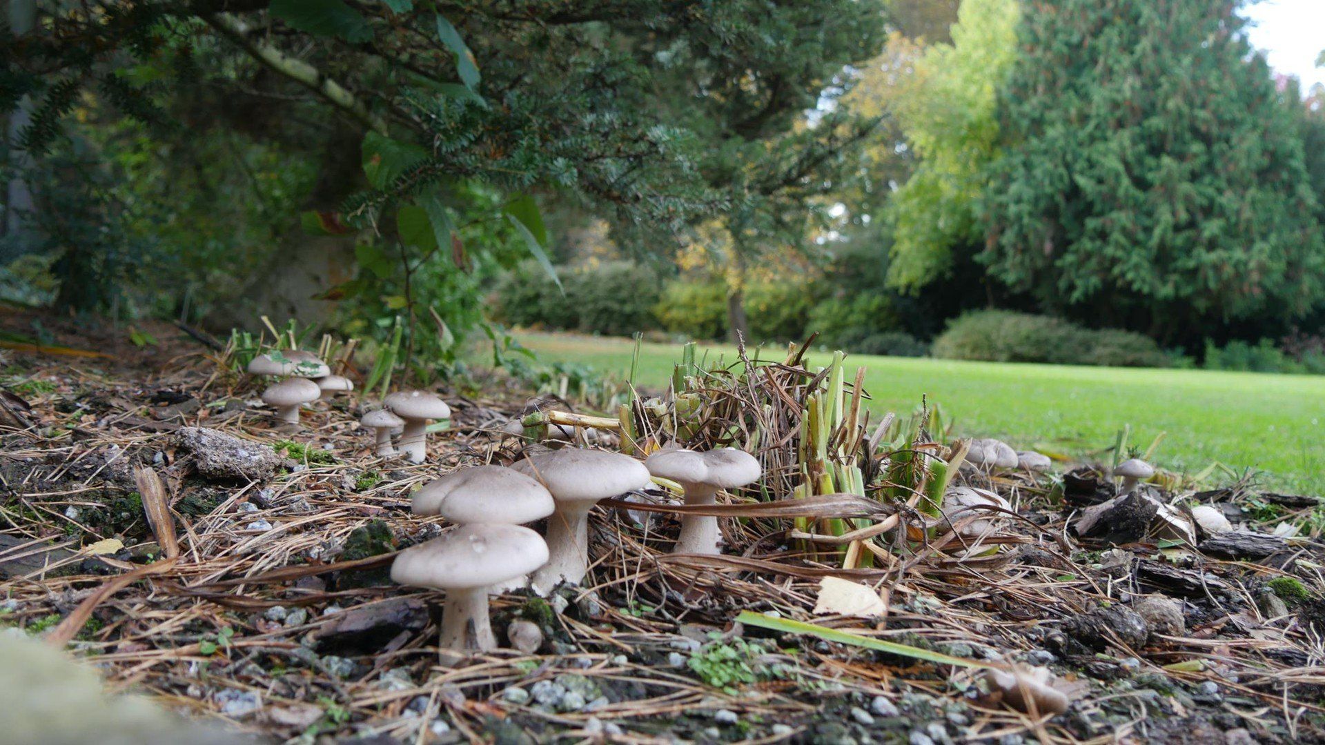 Zakończenie sezonu 2025 w Arboretum Wojsławic