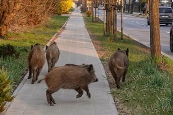 Odstrzelą 400 dzików. Burza wokół decyzji starosty