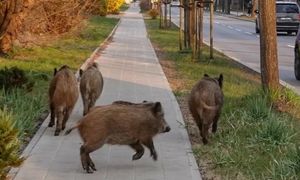 Odstrzelą 400 dzików. Burza wokół decyzji starosty