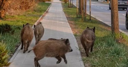 Odstrzelą 400 dzików. Burza wokół decyzji starosty