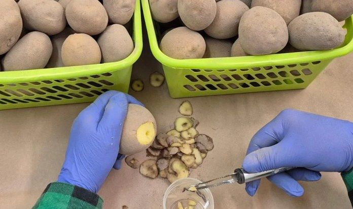 Rolnicy mogą zaoszczędzić nawet 90% na badaniach ziemniaków!