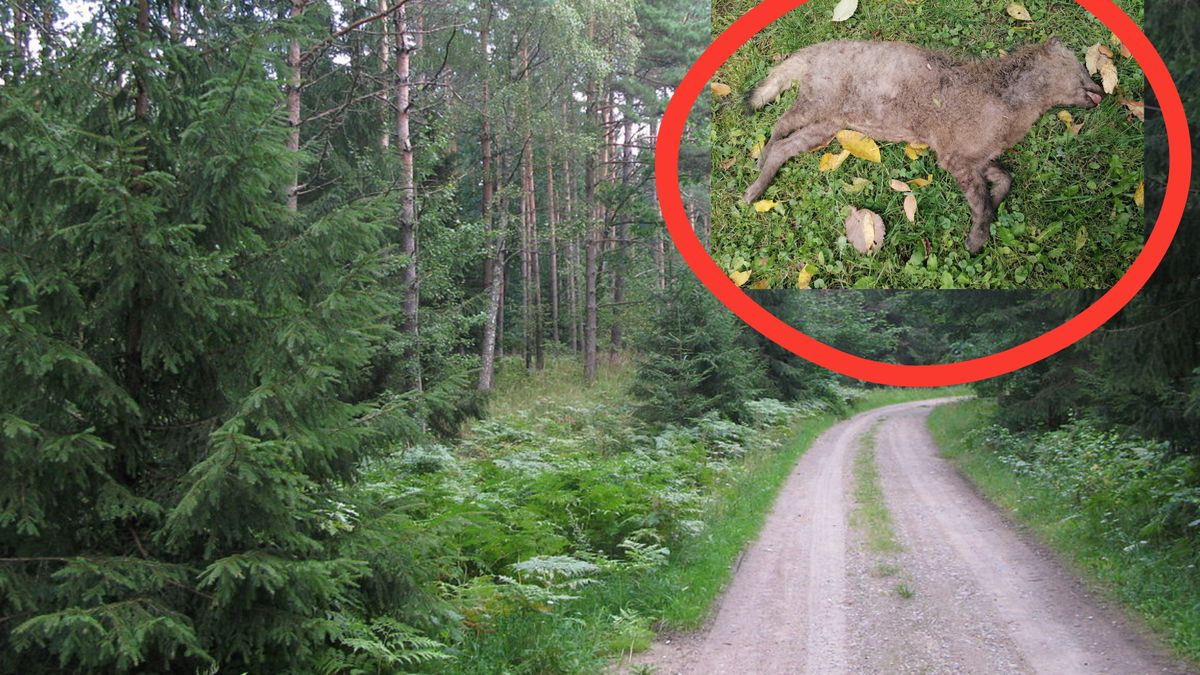 Znaleźli truchło dziwnego zwierzęcia