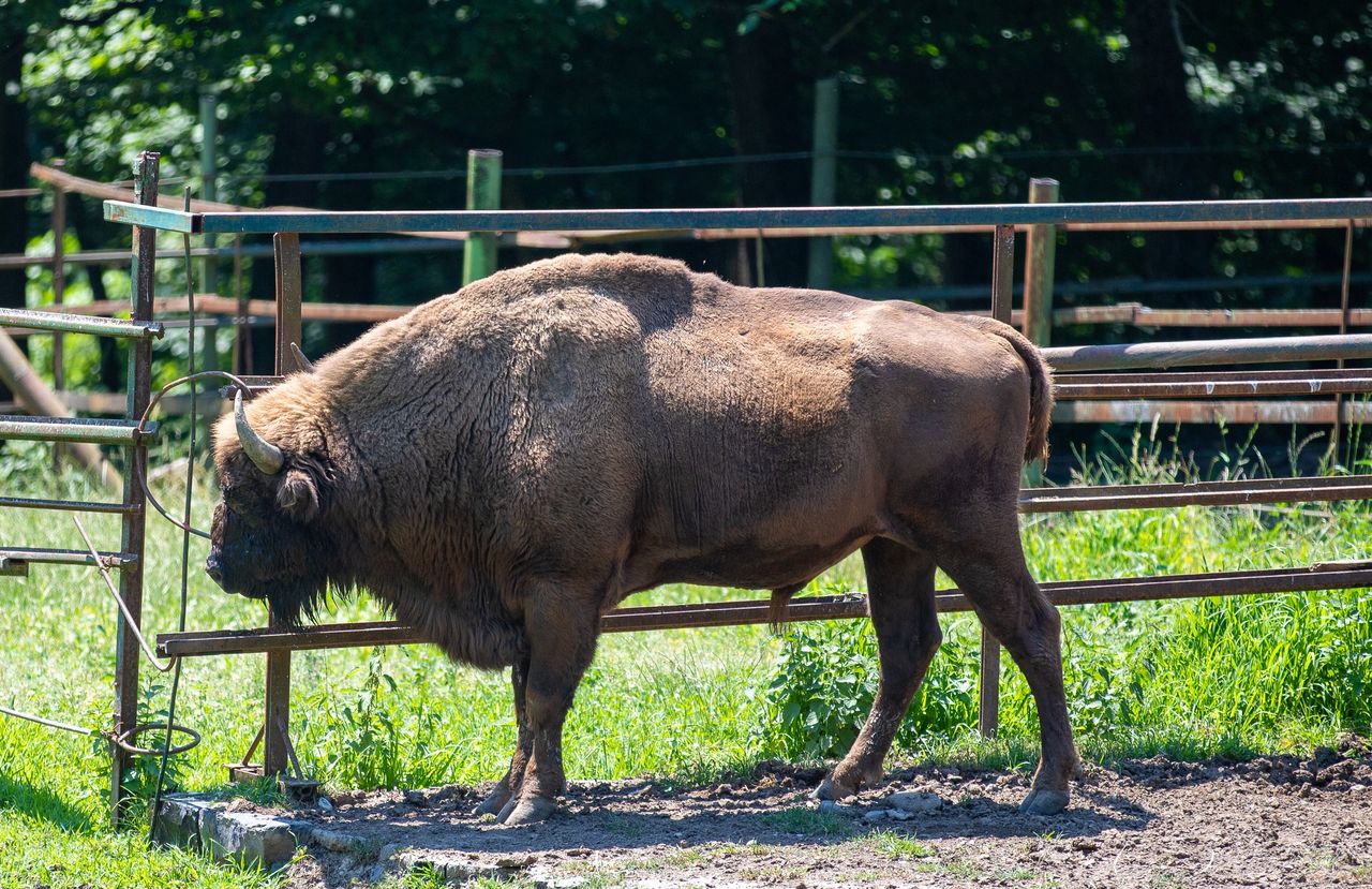 Największe utrapienie zoo. "Nikt przy zdrowych zmysłach nie znęca się nad żywą istotą"