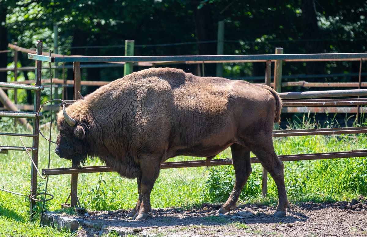 Bizon w zoo (zdjęcie ilustracyjne)