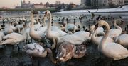 Kraków: Zimowa uroda. Łabędzie i kaczki nad Wisłą mają się doskonale
