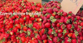 Czym różnią się truskawki? "Nawet zapomniałam, ile kosztowały"