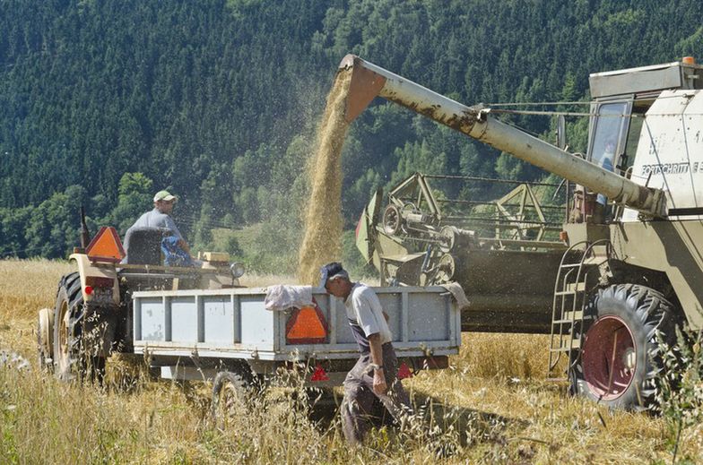 Kto pomaga przy zbiorach w ramach nowego rodzaju umowy, jest wyjęty spod norm bhp. "Solidarność" bije na alarm